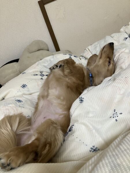 我が家のエラいお方